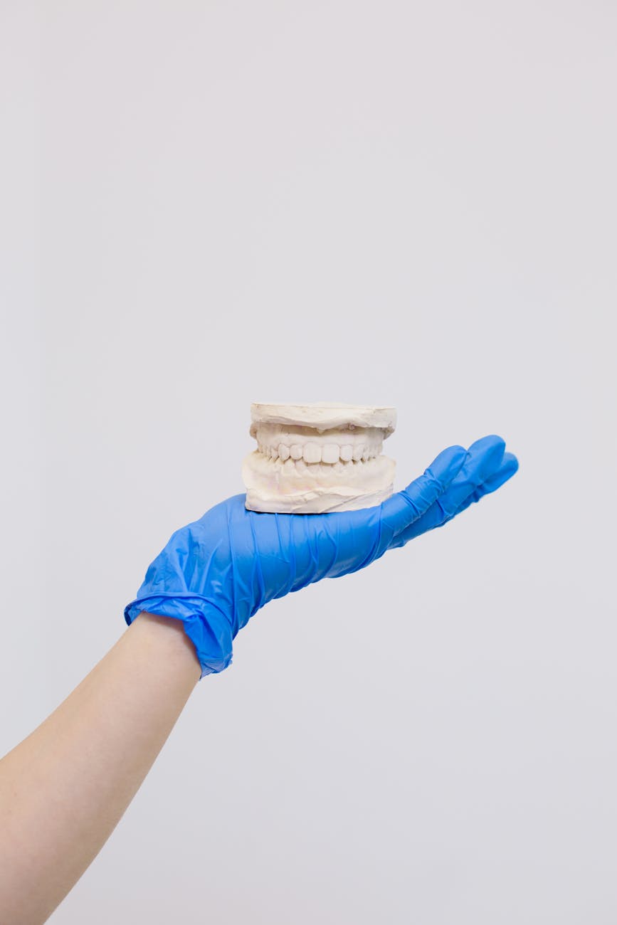 person holding a model of a jaw
